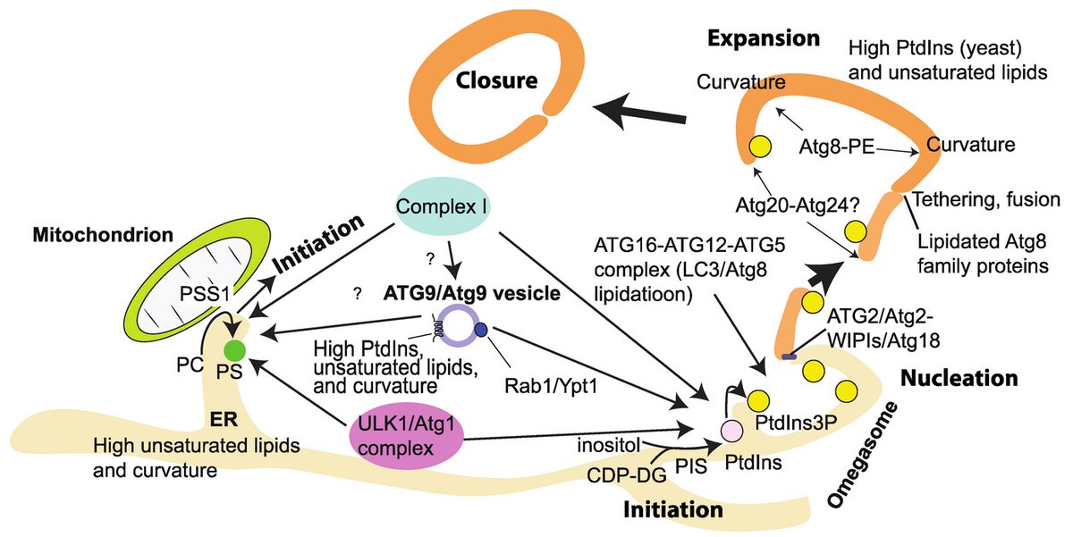 Cells_MDPI's tweet photo. "Activation Mechanisms of the #VPS34 Complexes" from Yohei Ohashi.
#cellbiology #cells #molecularbiology #autophagy #lipids #endocyticpathway
Full text: https://t.co/yasxQWkRvK https://t.co/eqZ7dkctFa