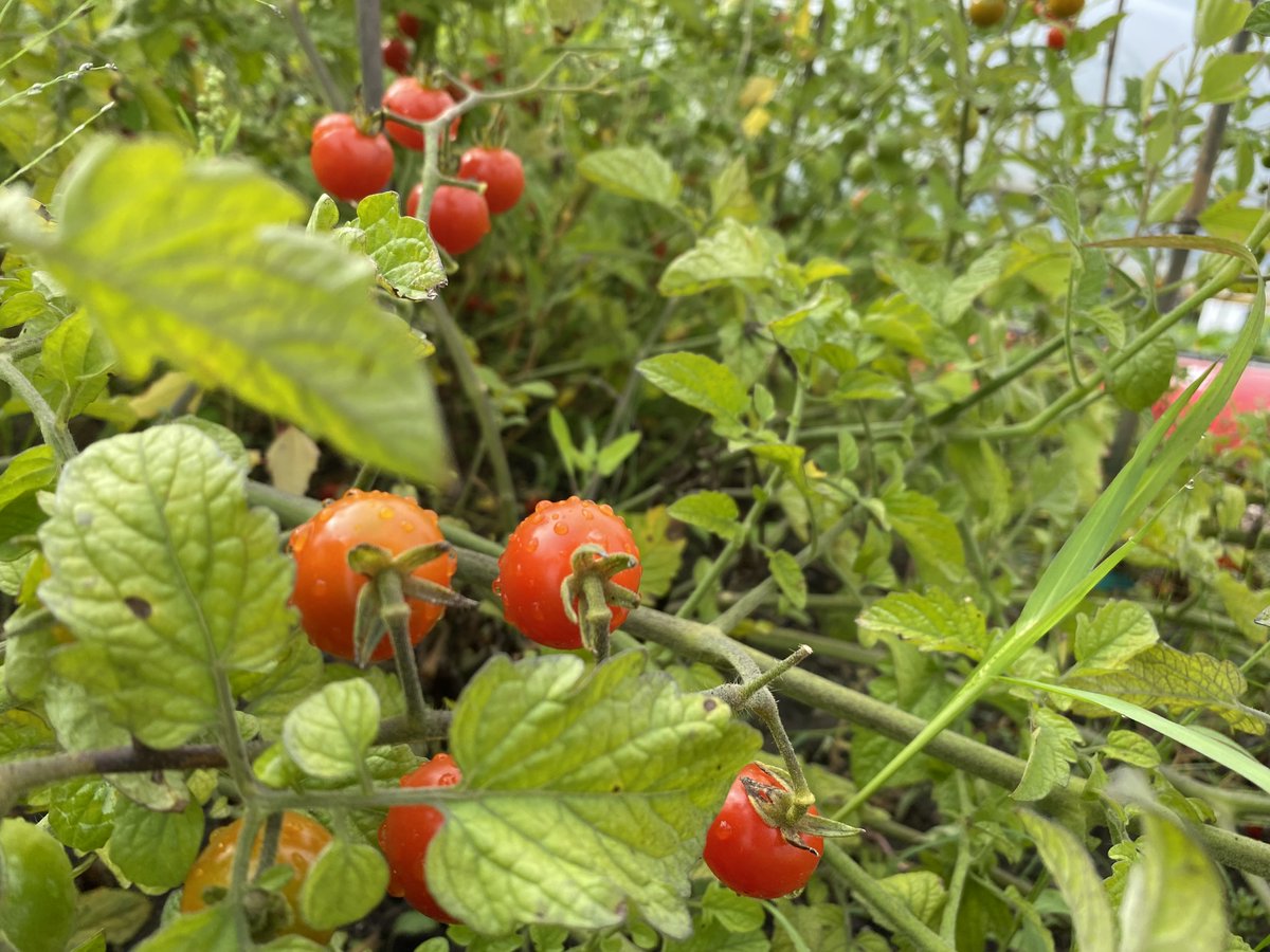 GHAOntario's tweet photo. Hands-on, practical training and skill development, employer connections and confidence - these are a few of the achievements gained through enrolment in GHA’s Certificate Program. #newlearningexperience #handson #opportunities #schools #sponsors #growing #learning #tomatos https://t.co/FIfeHDTSag