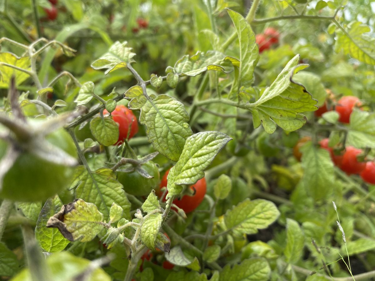 GHAOntario's tweet photo. Hands-on, practical training and skill development, employer connections and confidence - these are a few of the achievements gained through enrolment in GHA’s Certificate Program. #newlearningexperience #handson #opportunities #schools #sponsors #growing #learning #tomatos https://t.co/FIfeHDTSag