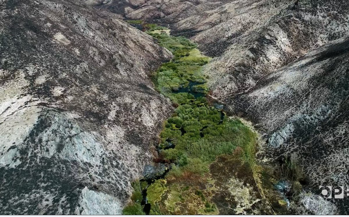 Nicole Lampe tweet media