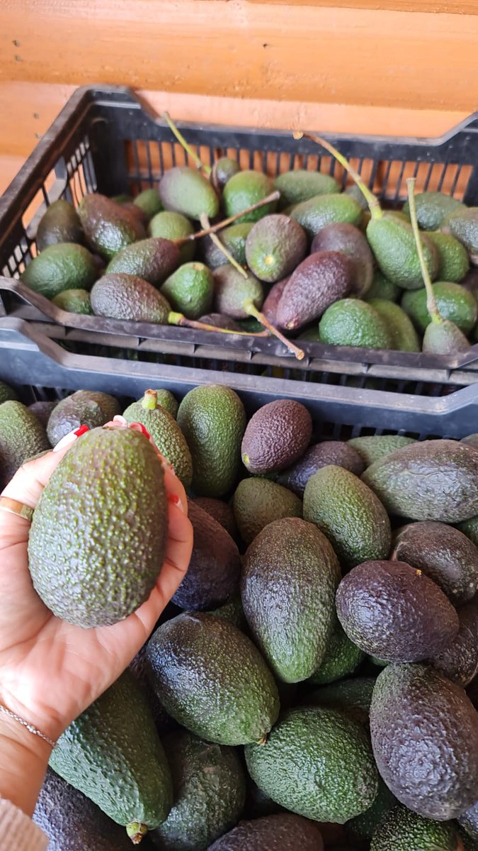 Cami D´martina tweet media