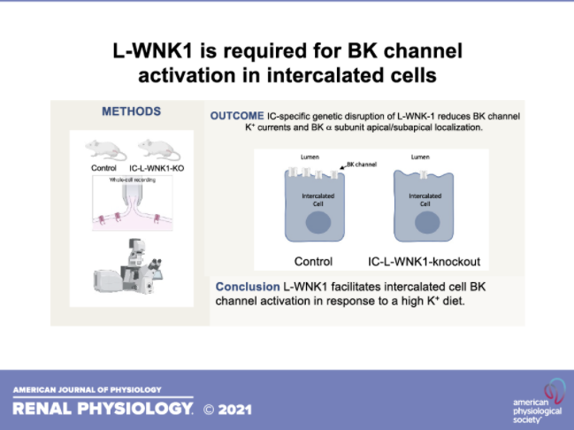 AJP Renal tweet media