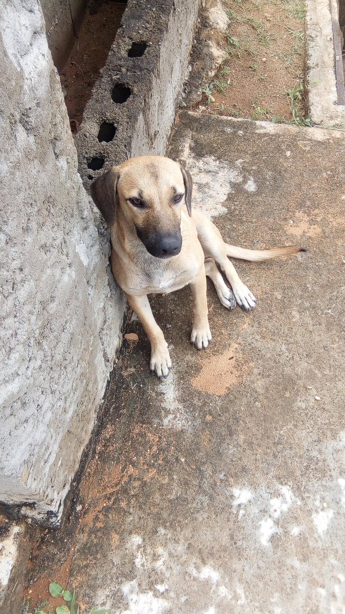 HASSANGLO's tweet photo. Alguien en Barinas que le dé un hogar por favor? Nada de fincas ni cuidar casa, 5 meses, me comprometo a esterilizarla https://t.co/u63Zh0hsjF