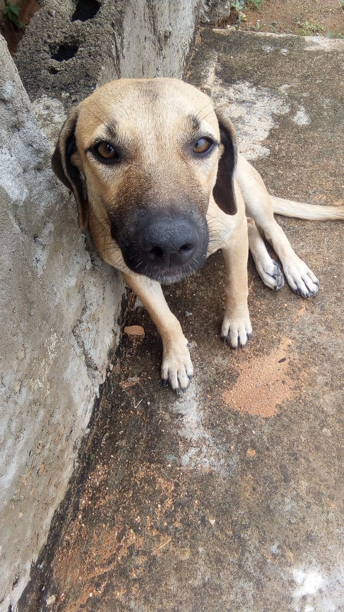 HASSANGLO's tweet photo. Alguien en Barinas que le dé un hogar por favor? Nada de fincas ni cuidar casa, 5 meses, me comprometo a esterilizarla https://t.co/u63Zh0hsjF