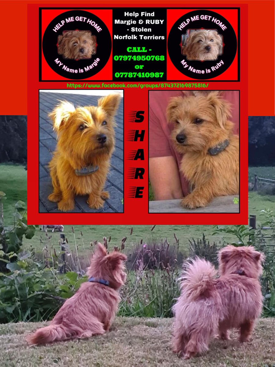 FindFlossie's tweet photo. … and wish for all the #stolen and #missing #dogs to be home safe for Christmas too ❄️🐾❤️ #findmargieruby #FindKemo #HelpFindNala #helpfindflash Imagine the joy if this #Christmas #wish came true 🌟❄️🌟❄️🌟Love from @FindFlossie ❤️ https://t.co/q8j7a9DEpq