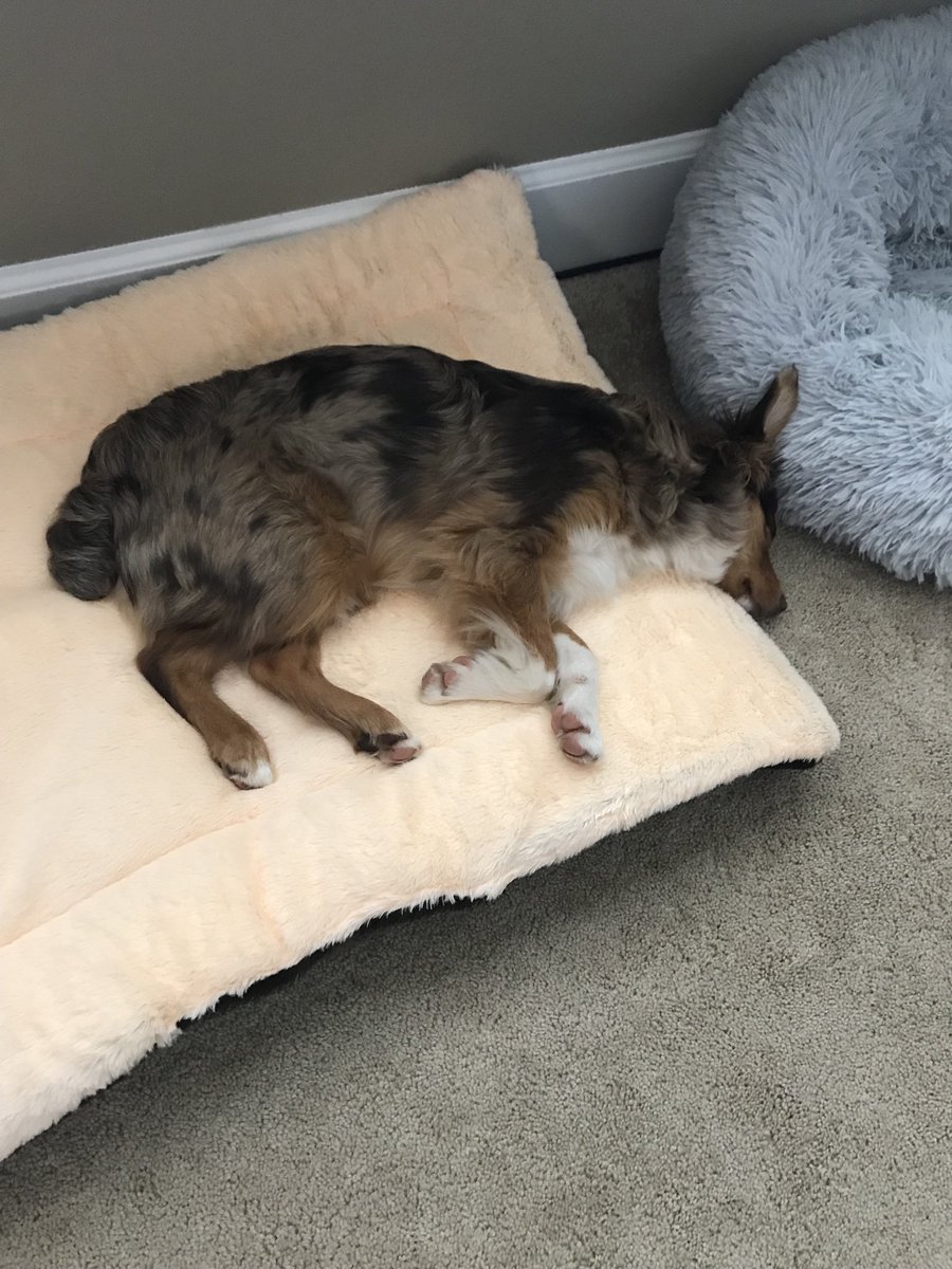 Guess I need to get this little guy a pillow? Have a great Thanksgiving everyone!