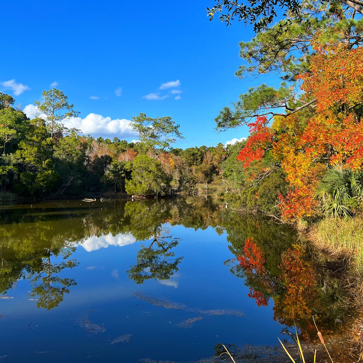 mblshutterbug's tweet photo. 📷 iPhone 13 Pro Max
📍 Mount Pleasant, SC 

#MobileShutterbug #MobilePhotography #Photogram #InstaPhoto #PhotoOfTheDay #Travel #iPhonography #ShotOniPhone #iPhone13ProMax #CHS #CharlestonSC #MtPleasantSC #Fall #leaves #autumn https://t.co/vYDqNMj69v