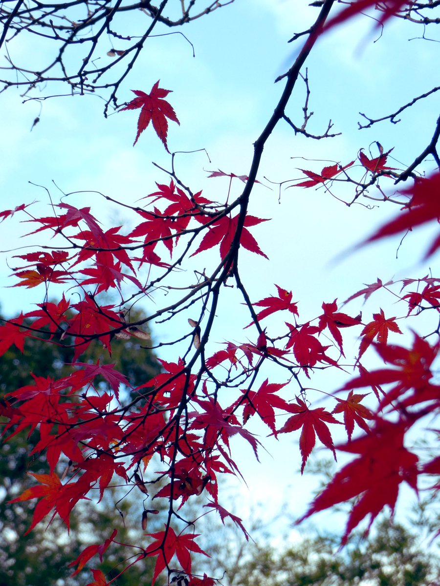 冷え性で寒い… 葉っぱも無くなってきてる。 木は寒くないのかな? ＃カメラ好きと繋がりたい ＃写真で伝える私の世界 ＃写真で奏でる私の世界