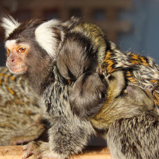 CROCOPARC's tweet photo. Crocoparc est heureux d’annoncer la naissance de deux magnifiques Ouistitis à toupets blancs.
Les bébés sont en bonne santé, ils pèsent environ 15 grammes.
Nous vous invitons à les découvrir durant votre prochaine visite. https://t.co/o5WgOTnOcL
