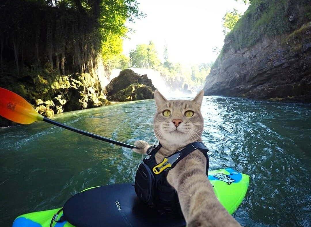 gatitos_qctd's tweet photo. https://t.co/zVWGbog6wi