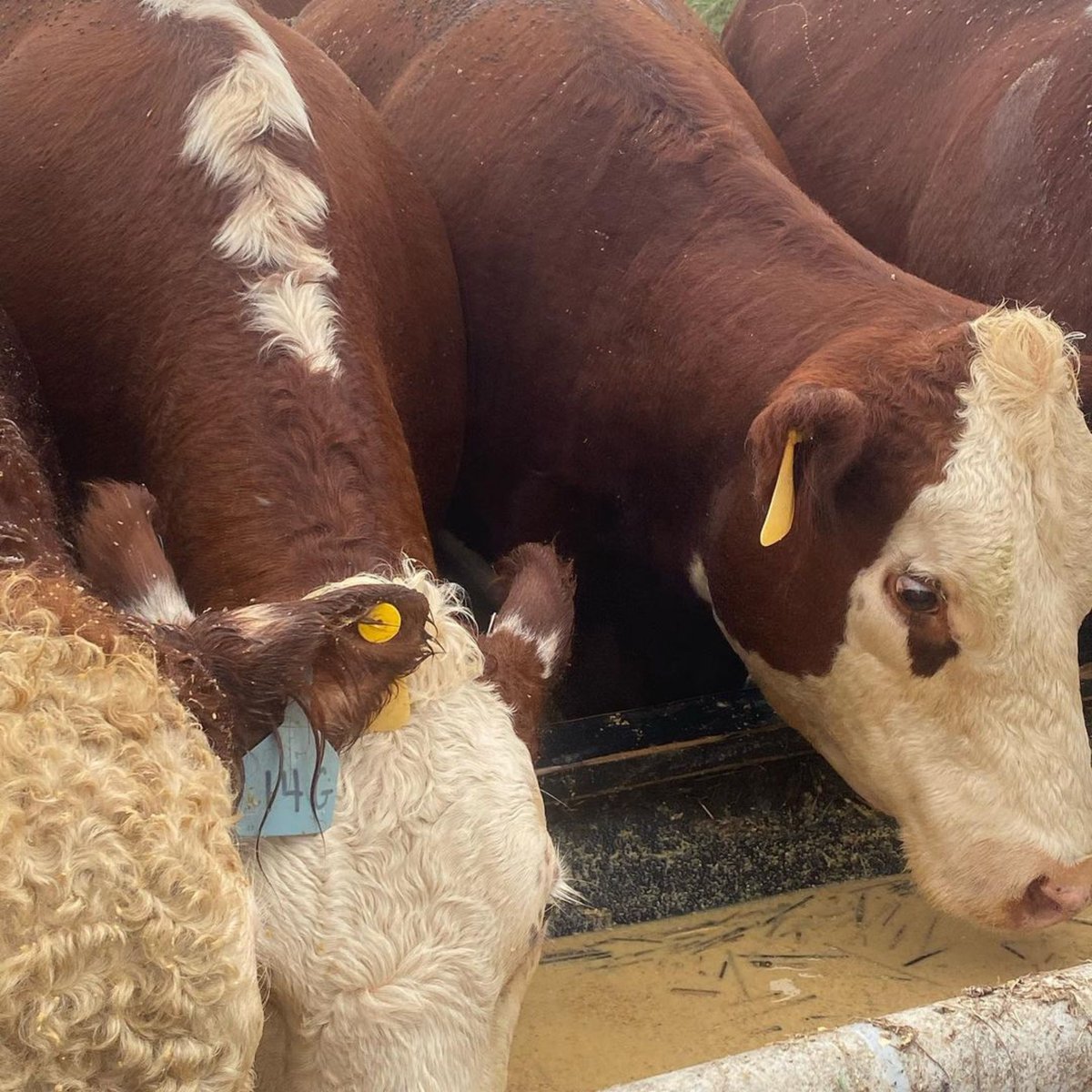 Tarnished_Truth's tweet photo. #DidYouKnow: We provide regular deliveries of spent grain to the Coastal Cattle herd right here in #VABeach. Then, we serve their hormone-free, sustainably-sourced beef in The Hunt Room. Learn about this and more on a #TarnishedTruth Distillery Tour! #SupportLocalBusinesses https://t.co/4By79mO15K