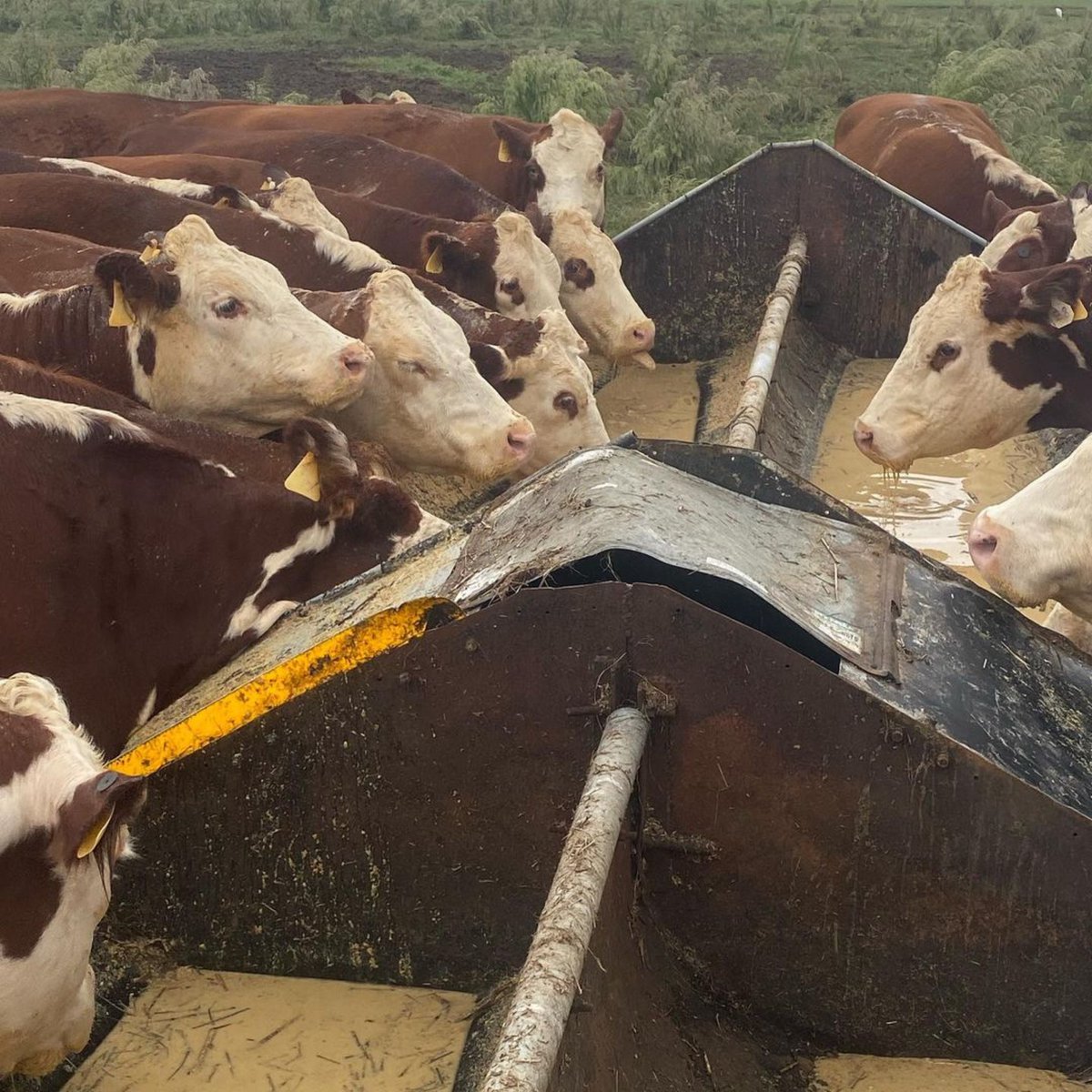 Tarnished_Truth's tweet photo. #DidYouKnow: We provide regular deliveries of spent grain to the Coastal Cattle herd right here in #VABeach. Then, we serve their hormone-free, sustainably-sourced beef in The Hunt Room. Learn about this and more on a #TarnishedTruth Distillery Tour! #SupportLocalBusinesses https://t.co/4By79mO15K
