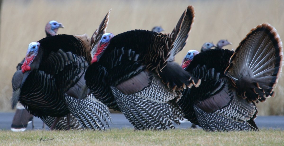 The Whitman Mission NHS Visitor Center will be closing at noon Wed November 24th and November 25th for Thanksgiving.  The park grounds will be stay open so you can explore the park and find a turkey in the wild instead of the one that may be on your plate.  Happy Thanksgiving!