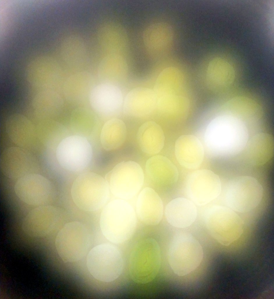 HaricotMichiko's tweet photo. ポワローを蒸してる姿が可愛くて写真撮ろうとしたらカメラが曇ってアートな写真になったよ😚 https://t.co/DfnoBNM6vq