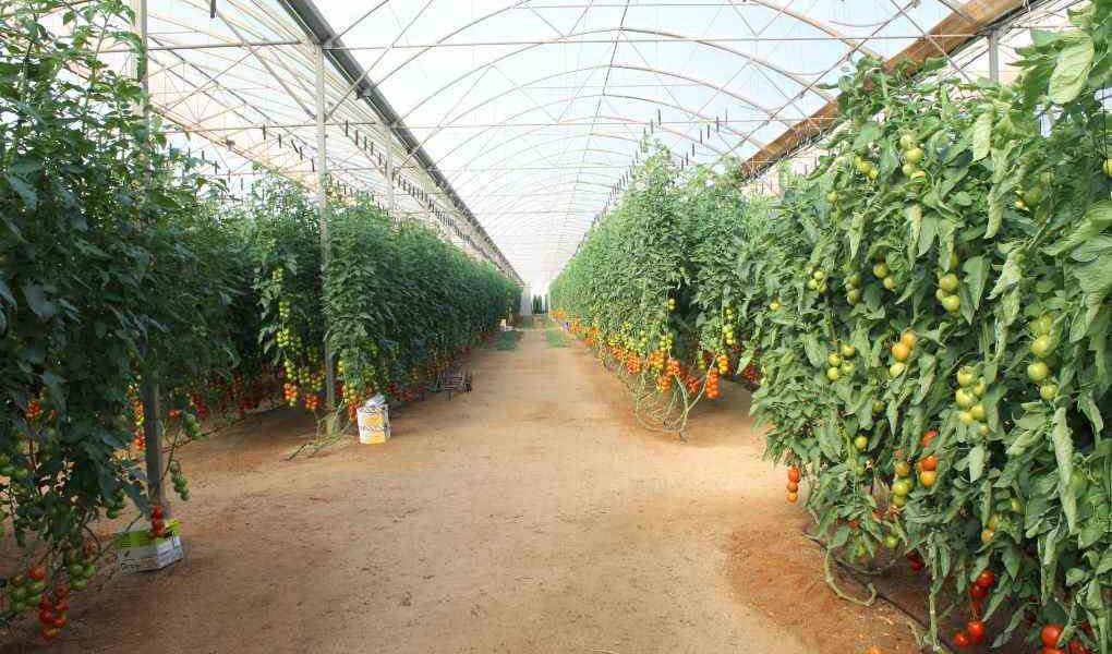 Buscando la herramienta digital para la gestión integral de la producción bajo invernadero.
#INVERCONEC
📲🫑🥒🍅🌱📲
🔽🔽🔽
bit.ly/2Zjz3QE