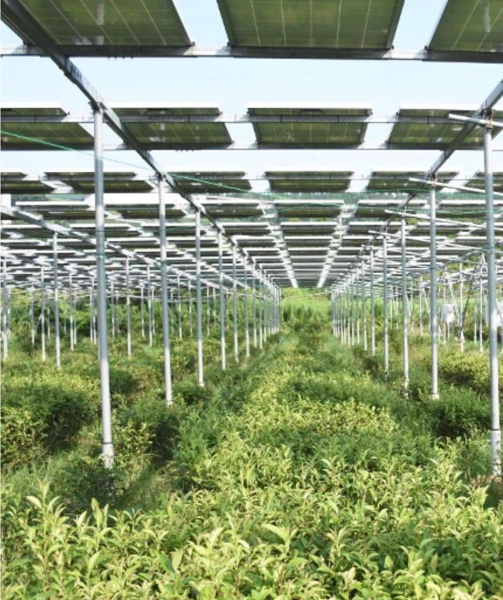 Saudi_Green_sol's tweet photo. قامت شركة Jinko Solar بتنفيذ محطة 20 ميجاوات من ألواح Tiger Pro ذات الكفاءة والمتانة العالية في أكبر حديقة شاي تعمل بالطاقة الشمسية تم تطويرها بواسطة CEF (CLEAN ENERGY FACTORY Co.، Ltd.) في شيمونوسيكي  اليابان وتعد أكبر حديقة شاي تعمل بالطاقة الشمسية في اليابان https://t.co/hXFlr1LFDx