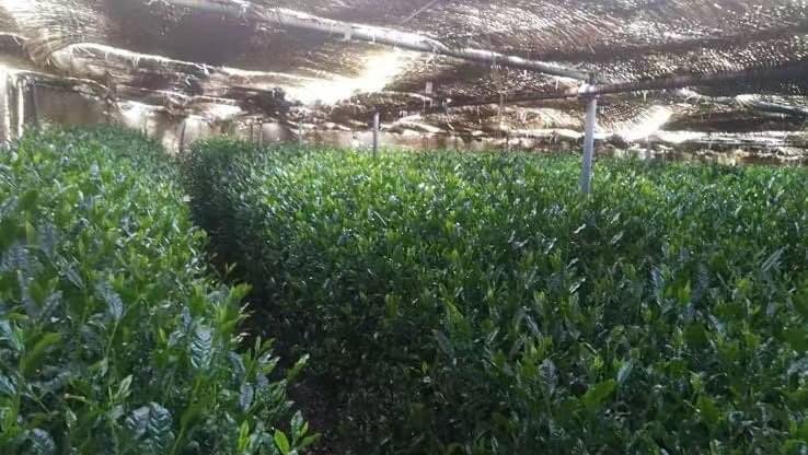 Saudi_Green_sol's tweet photo. قامت شركة Jinko Solar بتنفيذ محطة 20 ميجاوات من ألواح Tiger Pro ذات الكفاءة والمتانة العالية في أكبر حديقة شاي تعمل بالطاقة الشمسية تم تطويرها بواسطة CEF (CLEAN ENERGY FACTORY Co.، Ltd.) في شيمونوسيكي  اليابان وتعد أكبر حديقة شاي تعمل بالطاقة الشمسية في اليابان https://t.co/hXFlr1LFDx