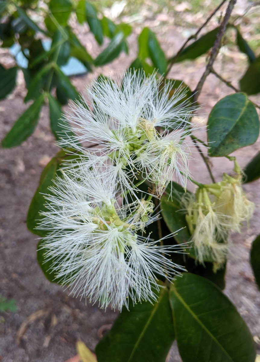 peter_e_symes's tweet image. Archidendron hendersonii #Fabaceae (White Laceflower). Occurs in disjunct populations from NE NSW to NE QLD,  #Australia. Found in well developed rain forest to drier, more seasonal rain forest. Vulnerable species in NSW. Ornamental potential. cooktownbotanicgardens @CookShire