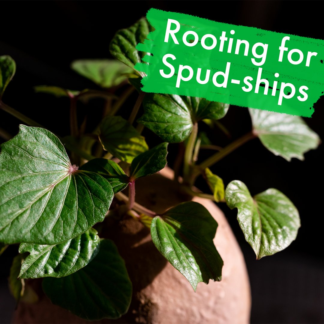 SideDelights's tweet photo. Did you know that potatoes were the first vegetable to be grown in space? In 1995, potato plants launched into space with the Space Shuttle Columbia, and are contenders for space agriculture due to their low-light growing requirements. #SideDelights #GrownWhereItMatters https://t.co/LTEF62jQ2n