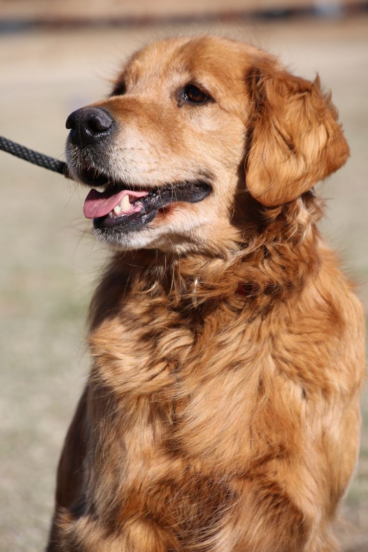 Marley's Mutts Dog Rescue tweet media