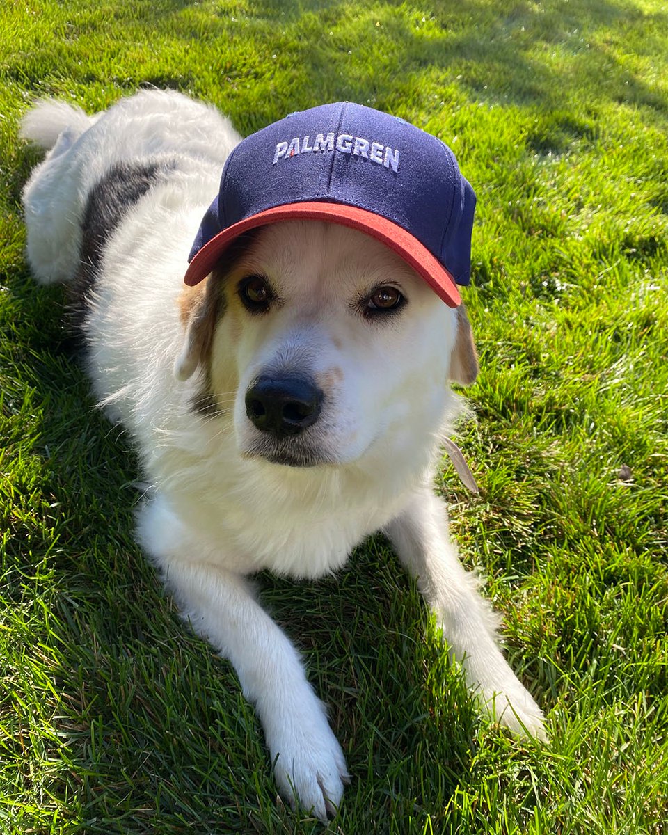 This pup knows how to Embrace the Work™ 🐶 (if you count sleeping  and playing fetch as work)

#palmgren #embracethework #pup