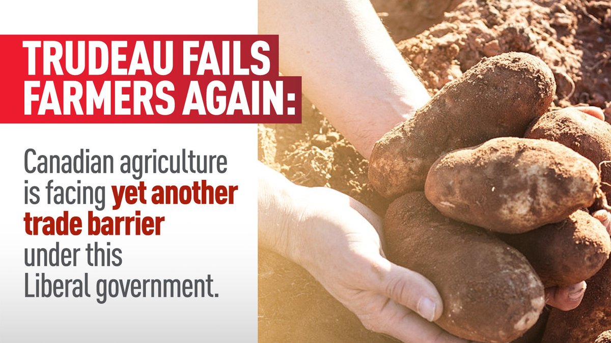 Canada’s Conservatives are calling on the Liberal government to immediately release a plan to support PEI potato farmers and give these workers a date for when the ban will be lifted. Full statement: facebook.com/photo/?fbid=56… #cdnpoli #cdnag #PEIpotatoes