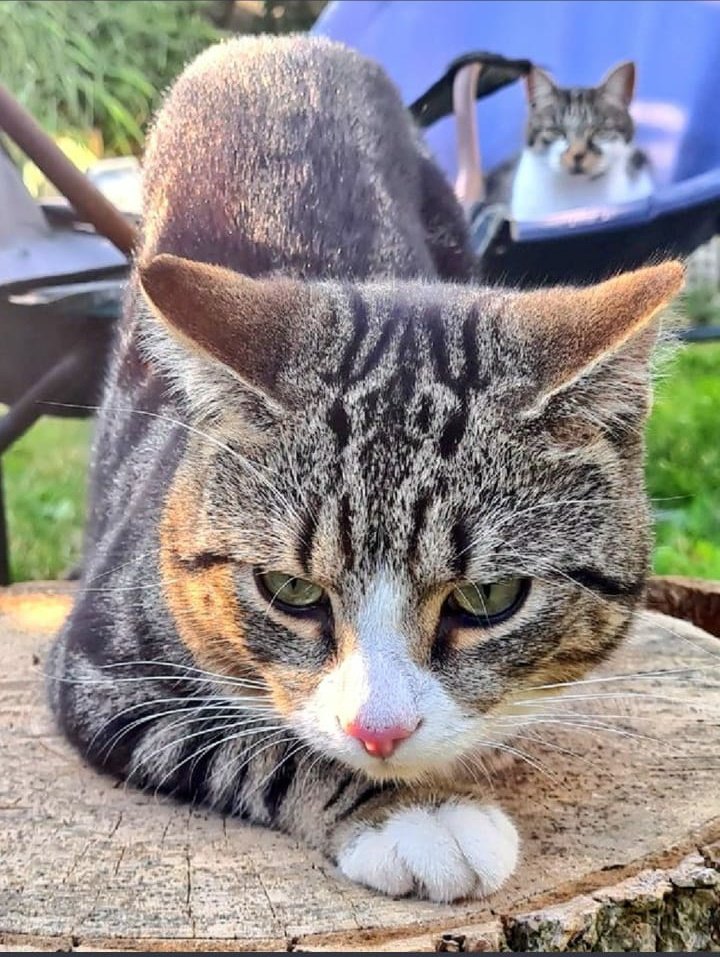 Winksy with the 3 legs 🌍 tweet media