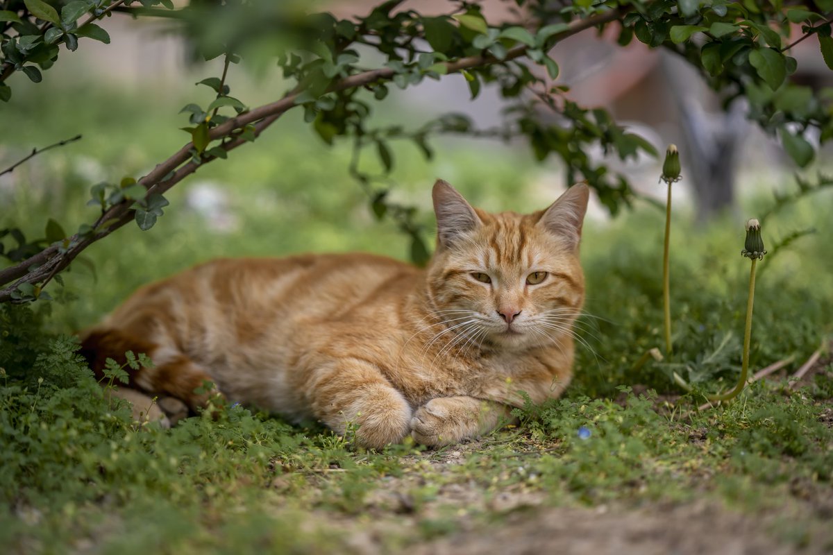 irancats's tweet photo. Never be in a hurry; do everything quietly and in a calm spirit. Do not lose your inner peace for anything whatsoever, even if your whole world seems upset.
Photo @akbarnemati
#گربه
#گربه_های_تهران
#گربه_ایرانی
#گربه_پرشین
#cats
#persiancat
#irancats
#tehrancats
#akbarnemati
#cat https://t.co/wBBB2AuXzI