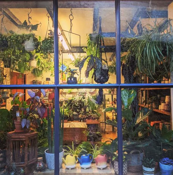 indieyorkmap's tweet photo. @botanicyork on Walmgate - A welcoming window into our little plant haven! Yepโฆ weโre now open on Mondays between 12 - 4 pm! Come and say hello! ๐๐ฝ ๐ชด ๐
#botanic #botanicyork #plantshopping #pretenditsstilltheweekend #yorkurbanjungle #plantshopyork https://t.co/c7NihcKteG