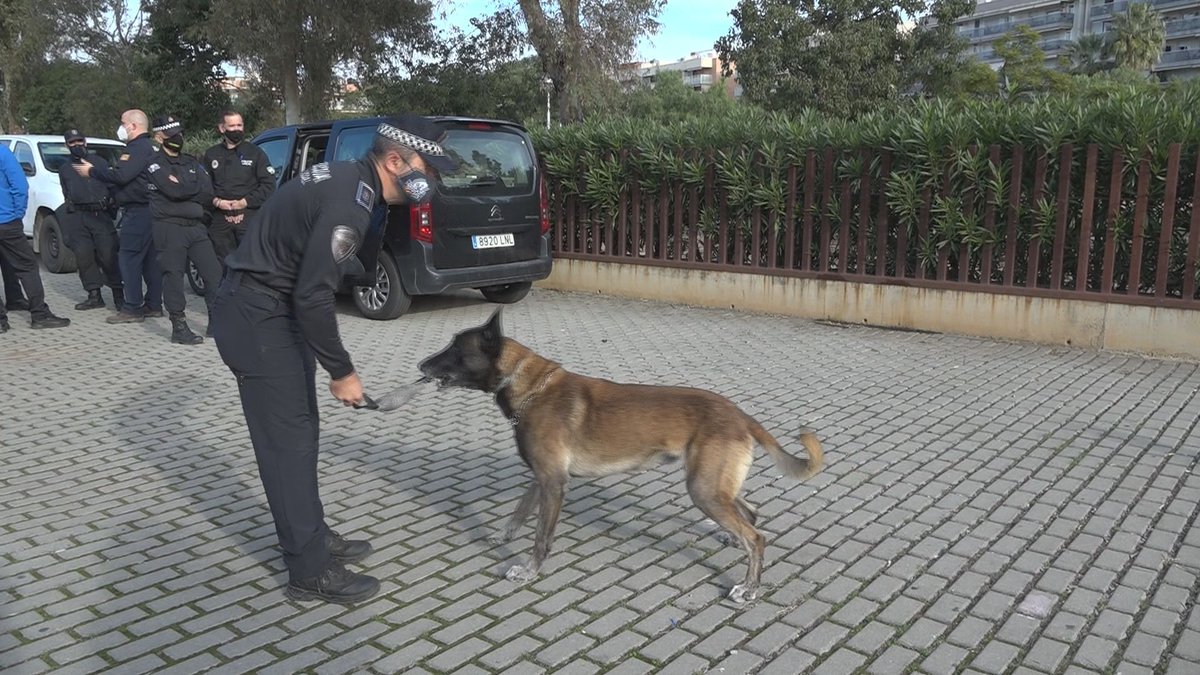 🚔 Agents i gossos de la policia local d'arreu de l'Estat es troben aquests dies a #Salou en unes jornades de formació. Al #Connecta10Comarques hem visitat una de les sessions. <a href="/AjuntamentSalou/">Ajuntament de Salou</a> <a href="/PLSalou/">Policia Local Salou</a>
▶️ bit.ly/32xiq5n