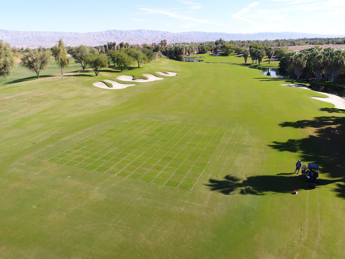 UCRturfgrass's tweet photo. Ryegrass is up @golfDWGR ! Comparing 65 turf-type annual, intermediate, & perennial cultivars for @HilodesertGCSA. Photo credit: @UCRturfdrought @DLF_Seeds @PureSeed_RPMS @MtnView_Seeds @SemillasFito @Landmarkseed #MarionAgService #ColumbiaRiverSeed #LedeboerSeed @sincitygcsa https://t.co/b6knYKLcKA