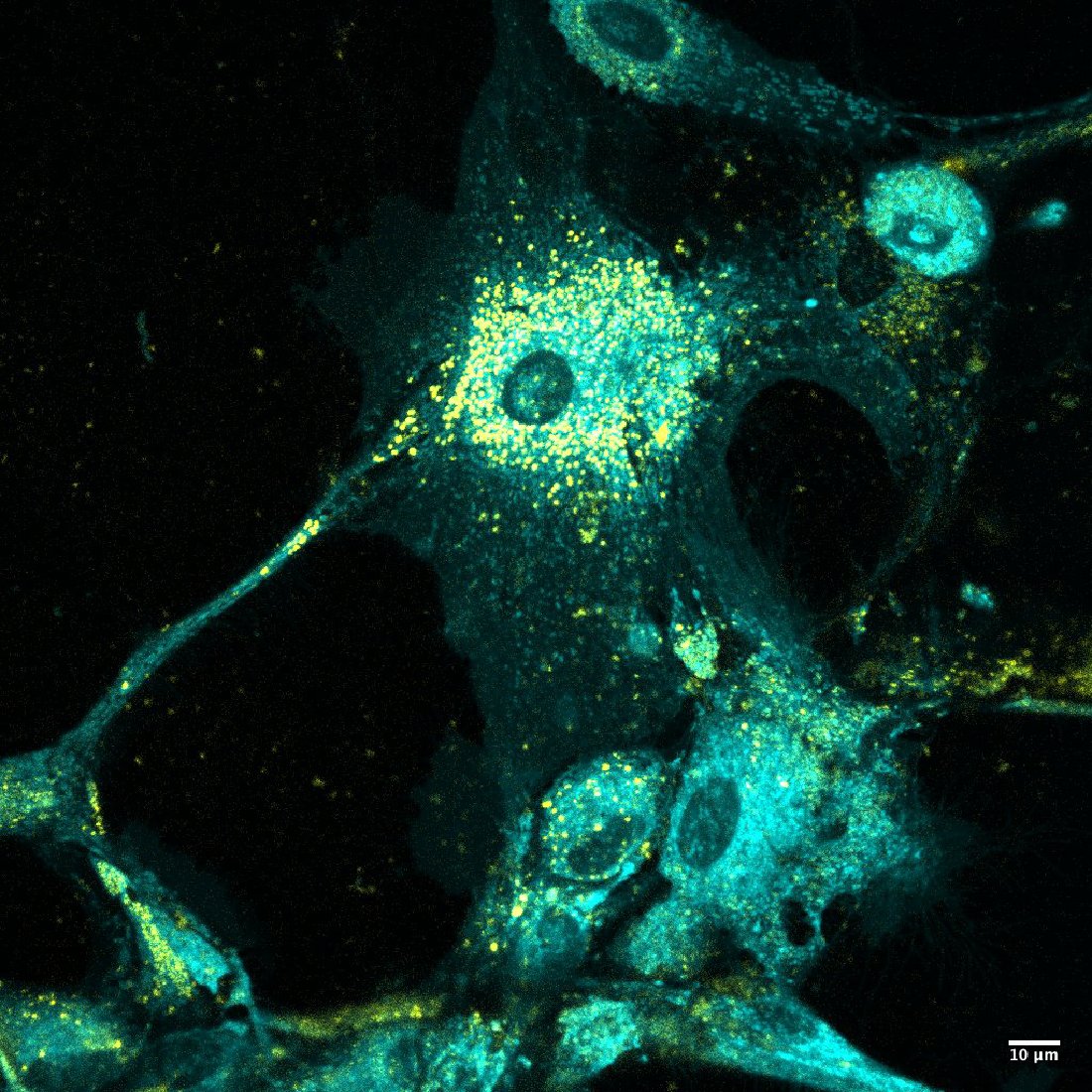 FAUScience's tweet photo. Congratulations to the first place winner of the Art of Science Photography Contest, Maciej Stawikowski, Ph.D., Schmidt College of Science research professor. View all the winners and photos here: https://t.co/762UgEZEB4. https://t.co/E2Yi0CsEu3