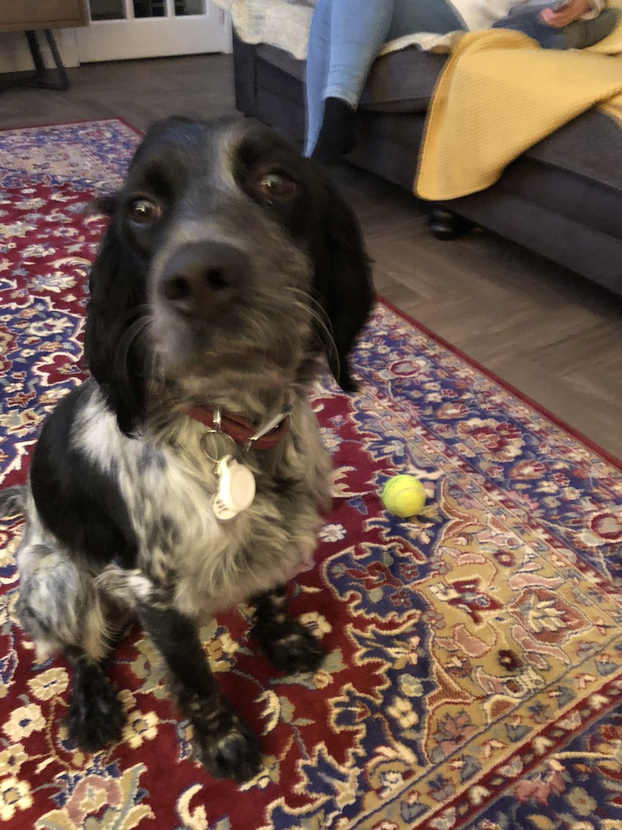 McCrossanPeter's tweet photo. And so the next chapter begins. Meet the new addition to the McCrossan household.  This is Rafael, AKA Scooby. He is just over one year old and rescue from Spain, and he has a better passport than me.  Now, where is my Spanish dictionary? https://t.co/vzXLDGl2V7