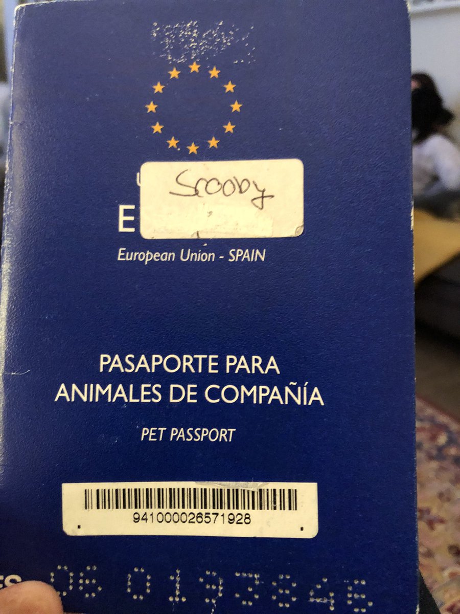 McCrossanPeter's tweet photo. And so the next chapter begins. Meet the new addition to the McCrossan household.  This is Rafael, AKA Scooby. He is just over one year old and rescue from Spain, and he has a better passport than me.  Now, where is my Spanish dictionary? https://t.co/vzXLDGl2V7