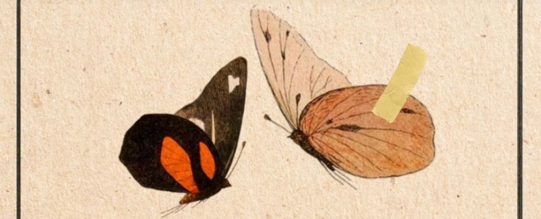 RaftaBiKaranfil's tweet photo. "Bir masaya tutturulmuş kelebek gibi,mutluluk da usulca tutulmadığı zaman ölür" #stevenhayes 🦋 https://t.co/fLmzkq2GPp