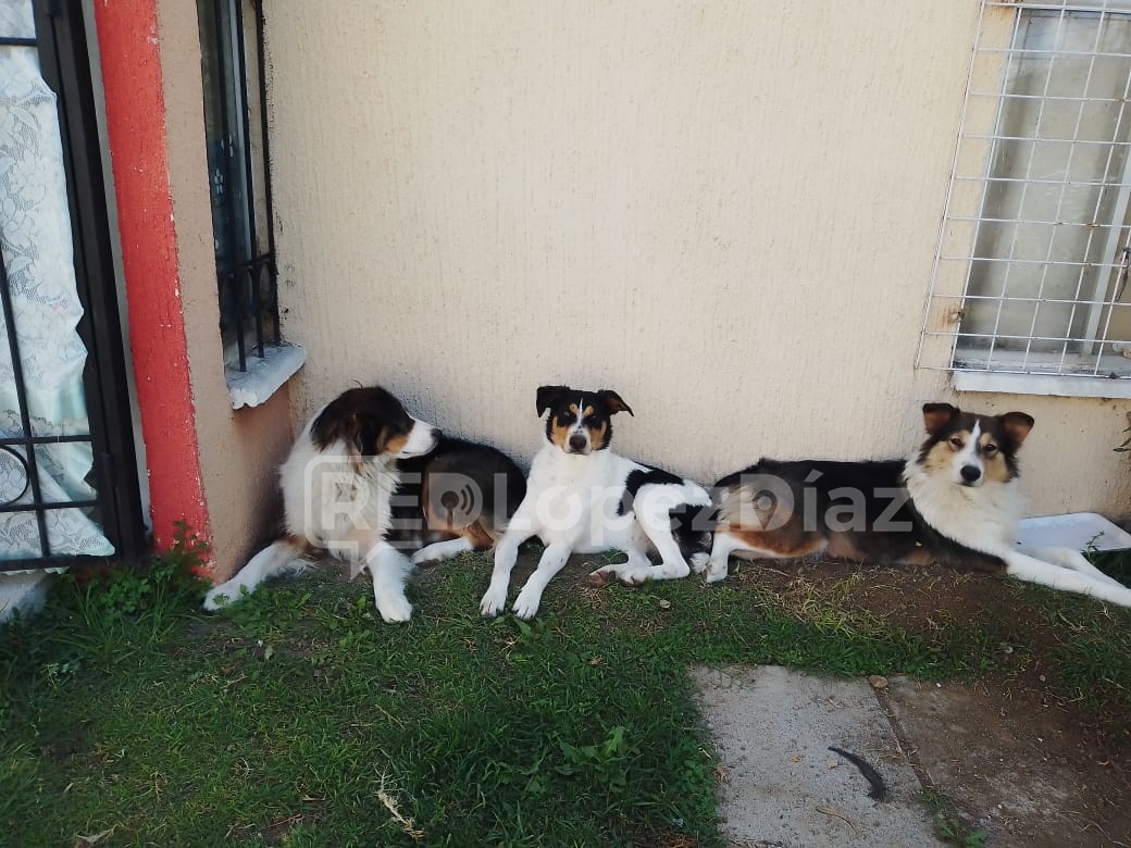 Hace unos días el dueño de estas tres perritas murió y sus familiares sacaron sus pertenencias de la casa y abandonaron afuera a las mascotas. Urge su rescate están en Fraccionamiento Misiones de San Francisco, San Francisco Ocotlán calle es Capellanes número 22 <a href="/IBAGobPue/">Instituto de Bienestar Animal PUE</a>