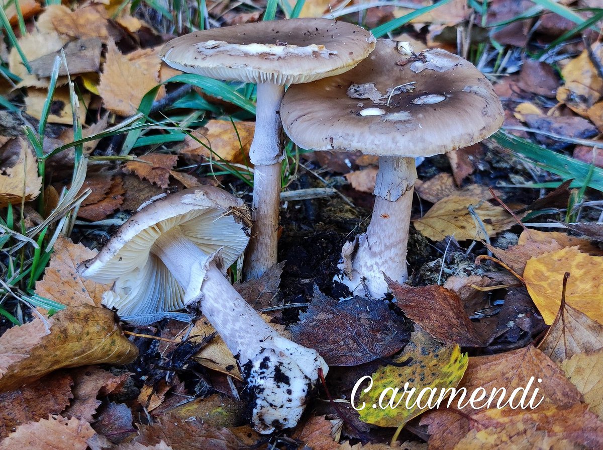 Aramendi_'s tweet photo. 💥 Amanita porphyria

Cutícula parda-grisácea con reflejos violáceos y restos del velo universal en forma de placas. Margen no estriado. Láminas libres y blanquecinas. Pie jaspeado pardo-grisáceo, anillo membranoso y base bulbosa con volva circuncisa. Olor rafanoide. Pinus/Betula https://t.co/htl9UTYVJW
