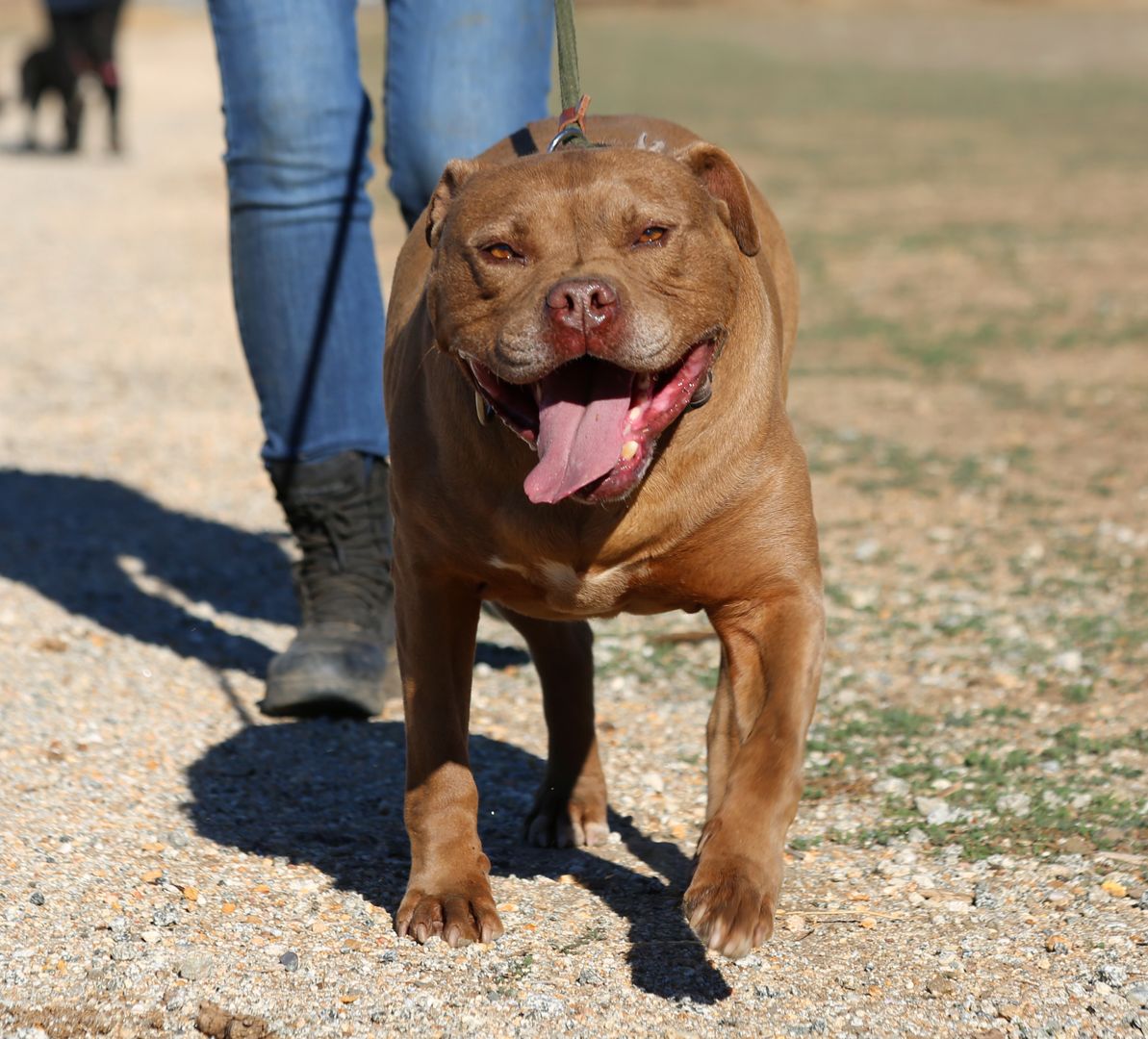 Marley's Mutts Dog Rescue tweet media