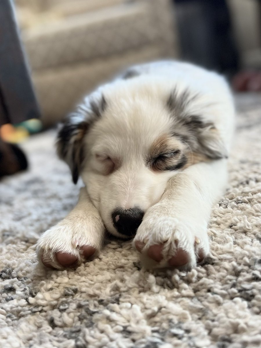 Mrs_Collier_6's tweet photo. I hope everyone is getting in all the naps possible over break. #LifeCollierized #EducatorsOnBreak (naps are my ❤️ language!) https://t.co/iPjo6LStqr