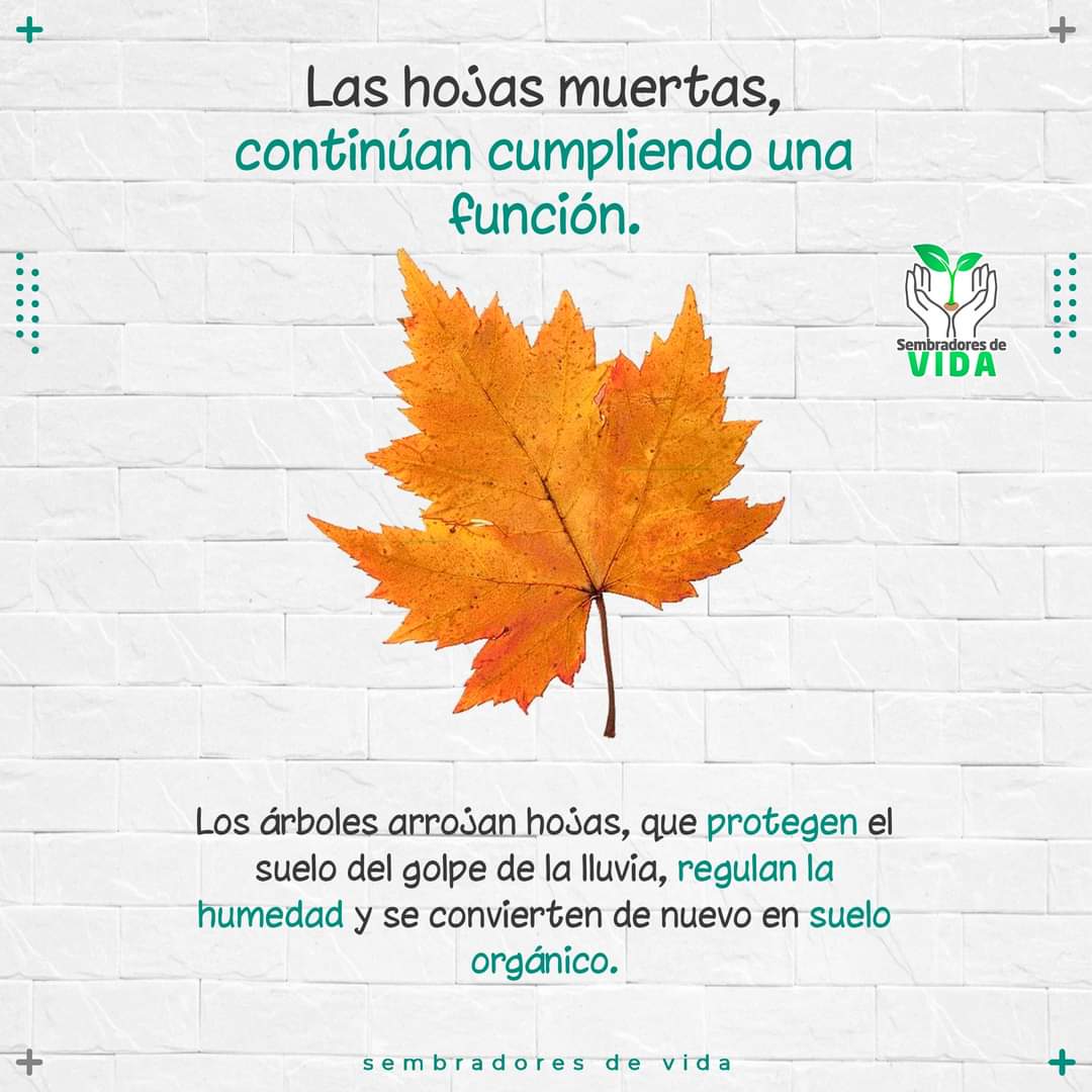 ecosembradores's tweet photo. 🍁 La naturaleza es tan sabia y tan generosa que, después de morir, continúa contribuyendo a nuestro bienestar. 

¿Ya lo sabías? Déjanos tu opinión en los comentarios 😊👇👇👇

.
💚🌱🌳
🌴
#MedioAmbiente #forestacion #reforestacion  #cambioclimatico
#SembradoresdeVida https://t.co/VdggzS6bVS