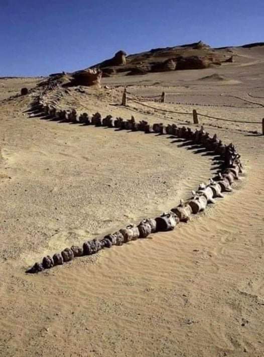 archeohistories's tweet photo. In 2016, a complete skeleton of a Basilosaurus, a large prehistoric archaeocete whale, was discovered in Wadi El Hitan, Egypt.

#archaeohistories https://t.co/40DKJ6Ct0I