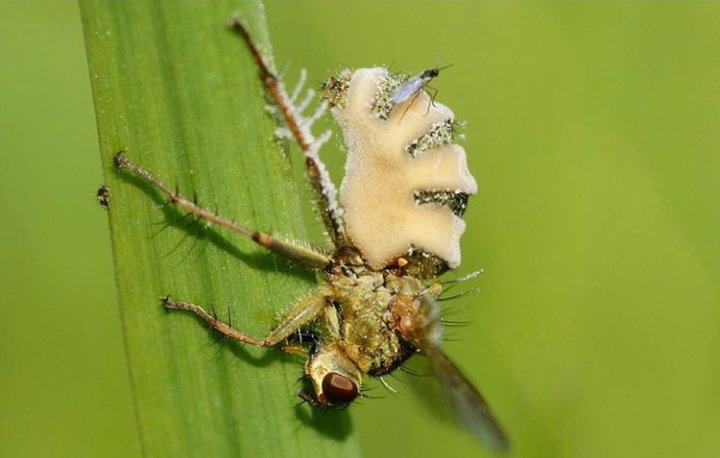 Erkek sinekleri ölü dişilerle çiftleştiren "zombi mantarı" keşfedildi.