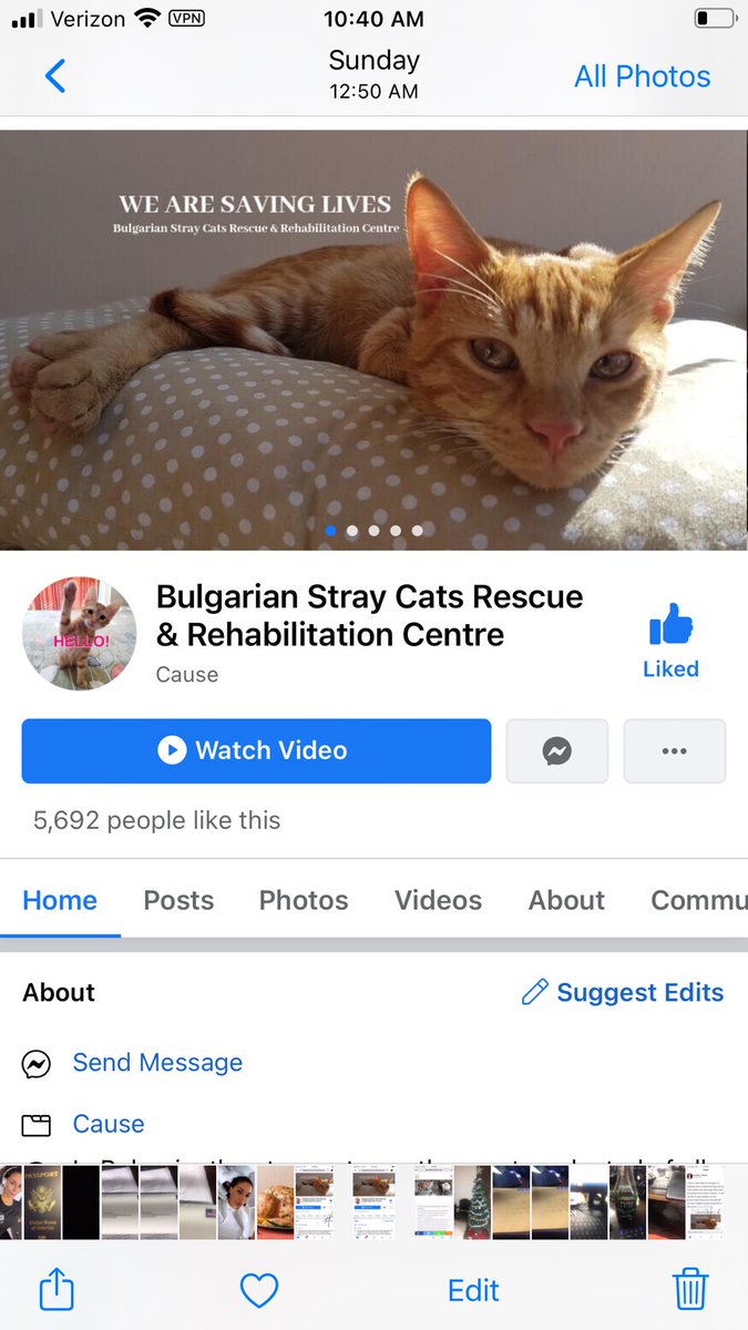 It is a shame that in Bulgaria there are many stray beautiful cats and the government does nothing. A moral outrage. If we do not help who will? #Love #cats #Bulgarian cats #Moraloutrage