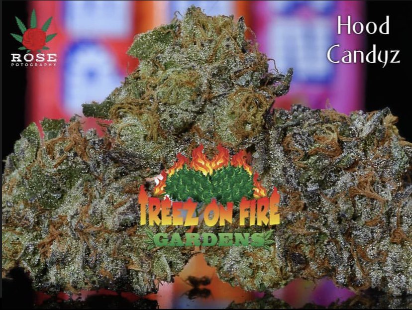 treezonfire707's tweet image. Some pics of Our indoor flowers!! 
#treezonfiregardens #CannabisCommunity #indoor #organicfarming #wesmokefire #highsociety #valleygrown