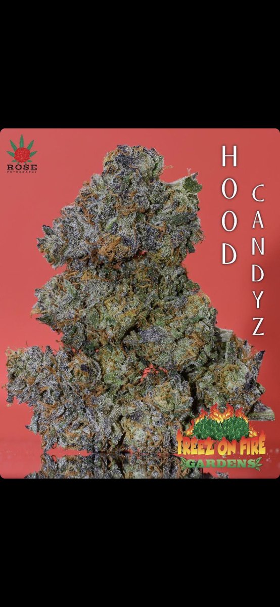 treezonfire707's tweet image. Some pics of Our indoor flowers!! 
#treezonfiregardens #CannabisCommunity #indoor #organicfarming #wesmokefire #highsociety #valleygrown