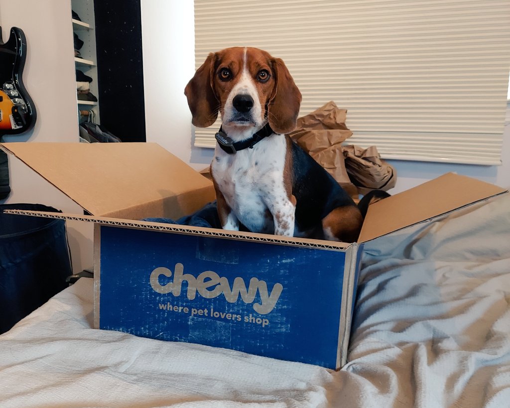 the_beagle_eddy's tweet photo. @Chewy delivery came today 🐶 https://t.co/s1tThKKAgd