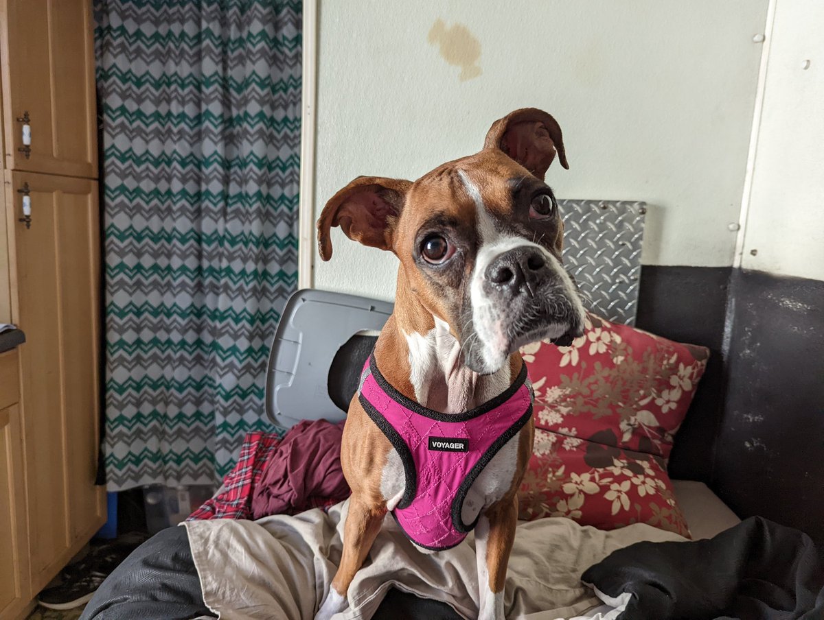 Boxers on Wheels (boxers_on) Twitter