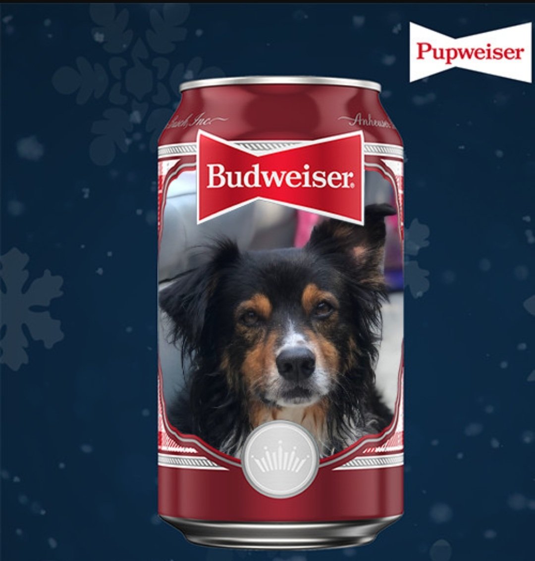 Our rescue "Hand" Would look great on a Pupweiser can. 🤠🍻

#PupweiserContest
<a href="/budweiserusa/">Budweiser</a>