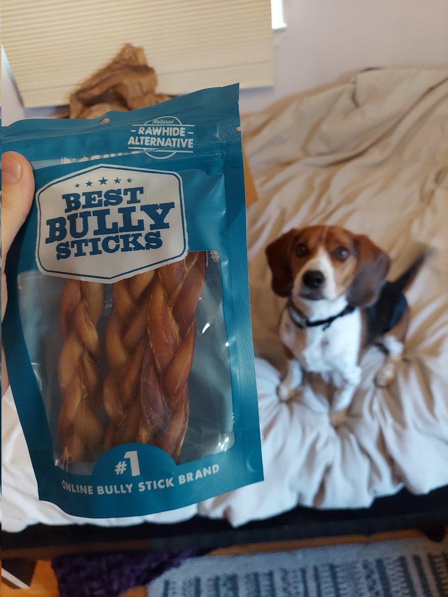 the_beagle_eddy's tweet photo. @Chewy https://t.co/LRw9JNyPFJ