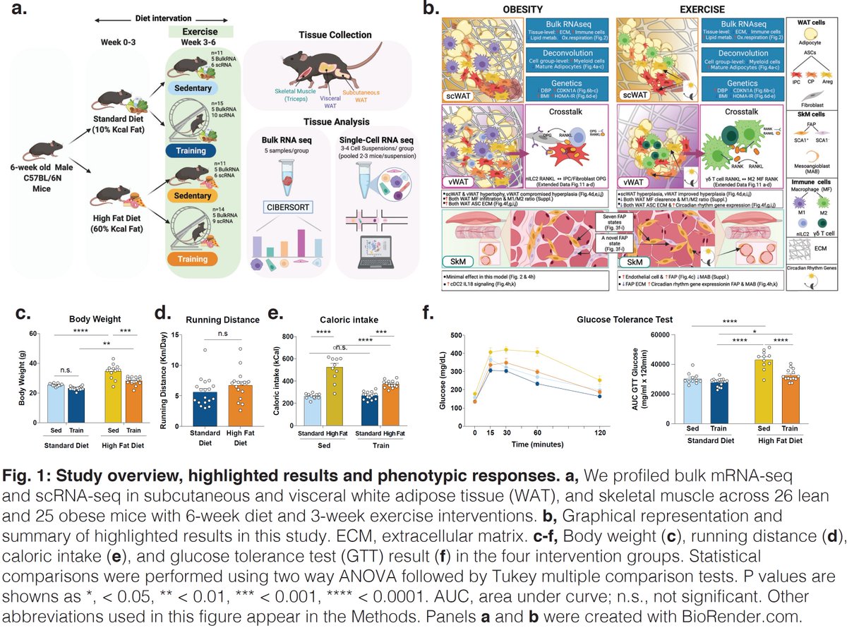 Excited to share our #SingleCell #MultiTissue Dissection of #Obesity-#Exercise axis in #Adipose #Muscle tissues
biorxiv.org/content/10.110…
Central roles of #StemCells #Thermogenesis #ExtraCellularMatrix #Circadian #Tcells #CellCommunication
#scMetab #Metabolism #scWAT #vWAT #SkM